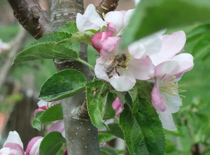 Muellerstube Messkirch