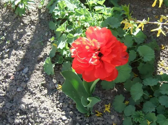 Muellerstube * Messkirch